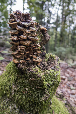 mushrooms (IMG_2328m.jpg)