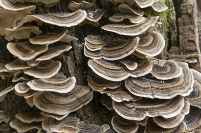 mushrooms (IMG_2339m.jpg)