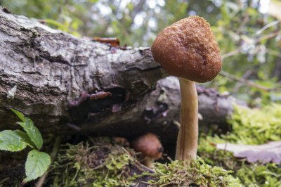 mushrooms (IMG_2285m.jpg)