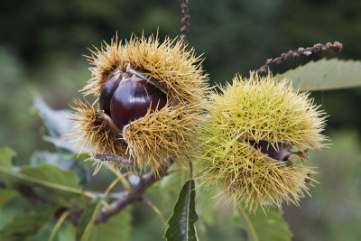 chestnuts (IMG_8630m.jpg)