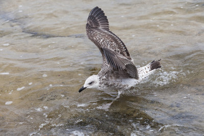seagull laridae galeb (IMG_7011m.jpg)