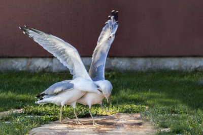 seagull laridae galeb (IMG_7238m.jpg)