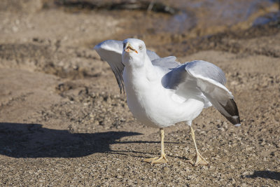 seagull laridae galeb (IMG_7276m.jpg)