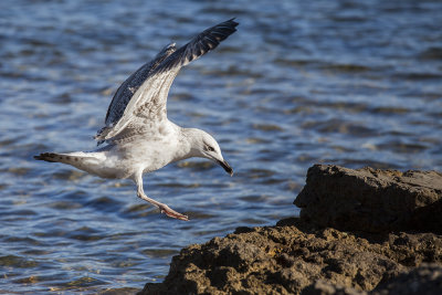 seagull laridae galeb (IMG_7396m.jpg)