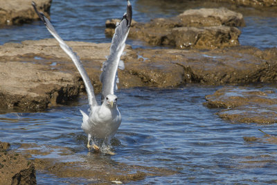 seagull laridae galeb (MG_7566om.jpg)