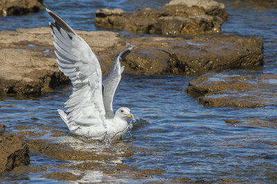 seagull laridae galeb (IMG_7567m.jpg)
