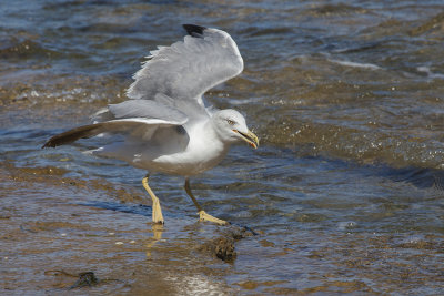 seagull (IMG_7642m.jpg)