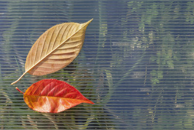 leaves (IMG_9110m.jpg)