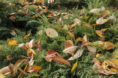autumn leaves (IMG_9285m.jpg)