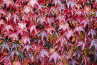 autumn leaves (IMG_3212m.jpg)