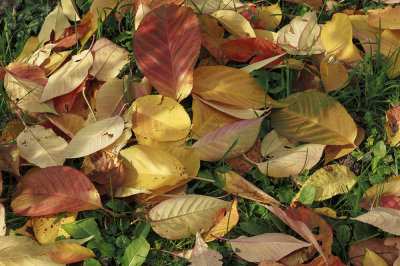 autumn leaves (IMG_3366m.jpg)