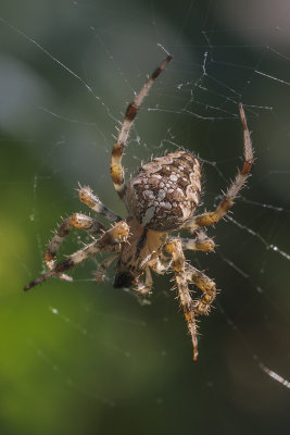 spider (_MG_9657m.jpg)