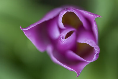 tulip (_MG_8779m.jpg)