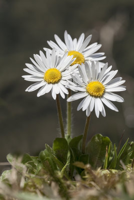 three daisies (_MG_8574m.jpg)