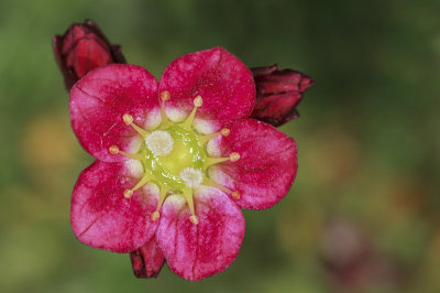 red blossom (_MG_0035m.jpg)
