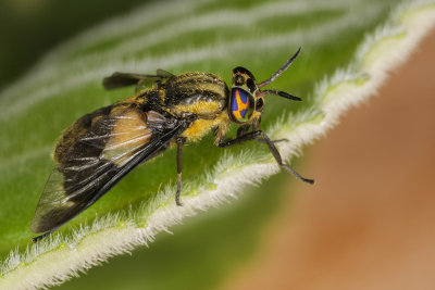 Diptera Brachycera (_MG_8755m.jpg)