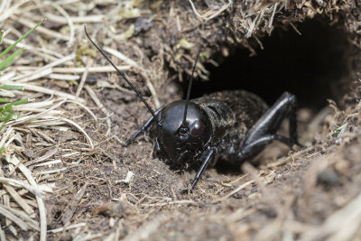 meadow cricket (_MG_0119m.jpg)