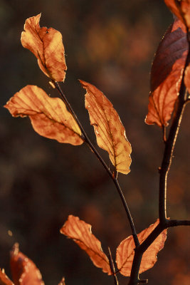 leaves (IMG_9600m.jpg)
