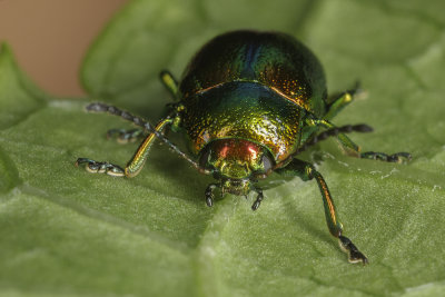 green bug (_MG_8748m.jpg)