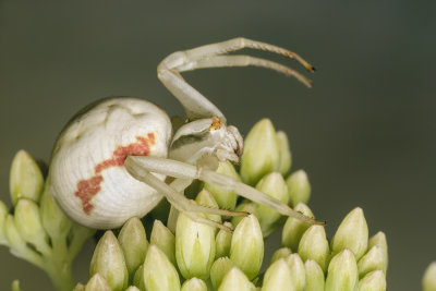 white death - spider Misumena vatia (_MG_8897m.jpg)