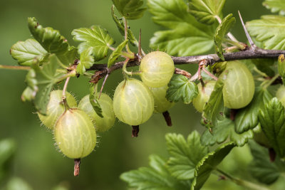 gooseberry (_MG_7164m.jpg)