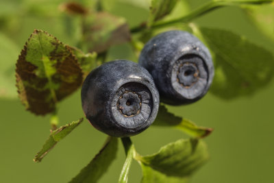 blueberries (_MG_8323m.jpg)