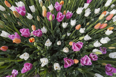 tulips (_MG_0228m.jpg)