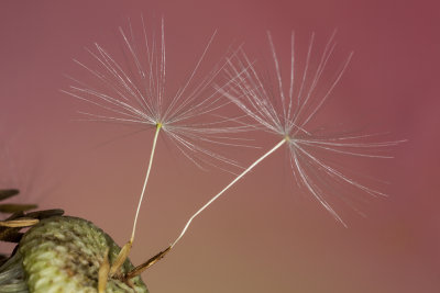 dandelion's seed (_MG_1609m.jpg)