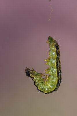 caterpillar of moth  Cydalima perspectalis (_MG_1682m.jpg)