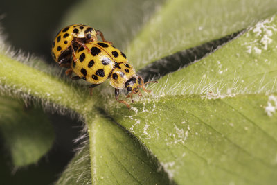 ladybird (_MG_3027m.jpg)