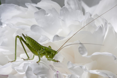 grasshopper (_MG_6890m.jpg)