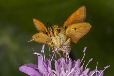 butterfly metulj (_MG_8633m.jpg)