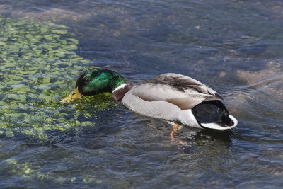 duck Anas platyrhynchos raca mlakarica male (_MG_3457m.jpg)