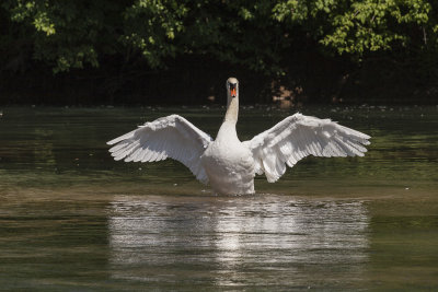 swan (_MG_3447m.jpg)