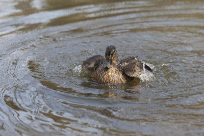 duck Anas platyrhynchos  female (_MG_7647m.jpg)