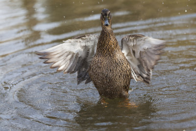 duck Anas platyrhynchos raca mlakarica female (_MG_7651m.jpg)