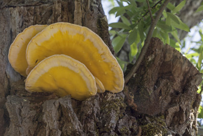yellow mushrooms (_MG_3413m.jpg)