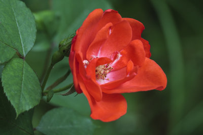 red rose (_MG_7108m.jpg)