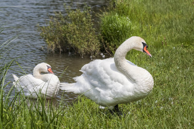 swans (_MG_7550m.jpg)