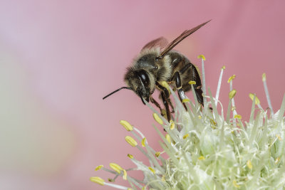 bee on flower (_MG_8063m.jpg)