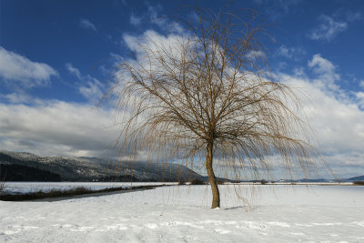 lonely tree (IMG_9987m.jpg)