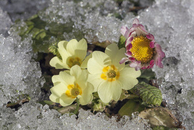 flowers in snow (_MG_3649m.jpg)