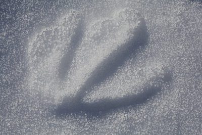 trace of swan (_MG_3365m.jpg)