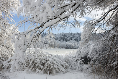 winter at pond (_MG_8127ok.jpg)