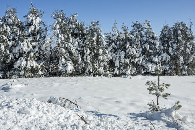 nature at winter (_MG_8374ok.jpg)