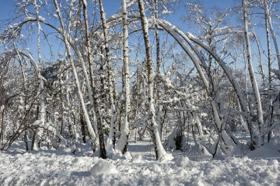 trees and snow (_MG_8395ok.jpg)