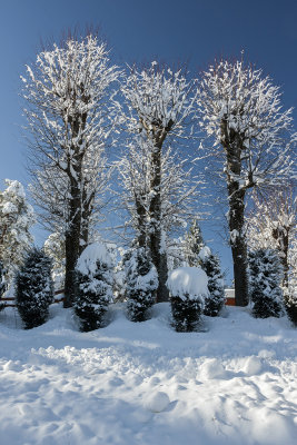 snow on trees (_MG_8410ok.jpg)