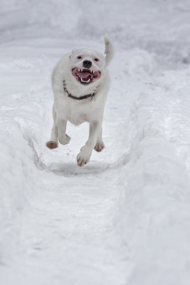 dog in snow (_MG_8709ok.jpg)