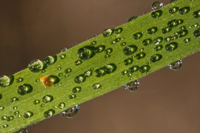 water drops (_MG_7462m.jpg)