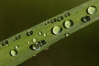 water drops on grass (_MG_7494m.jpg)